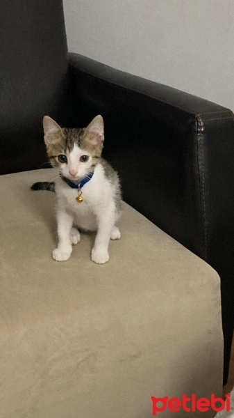 Tekir Kedi, Kedi  TEKO fotoğrafı
