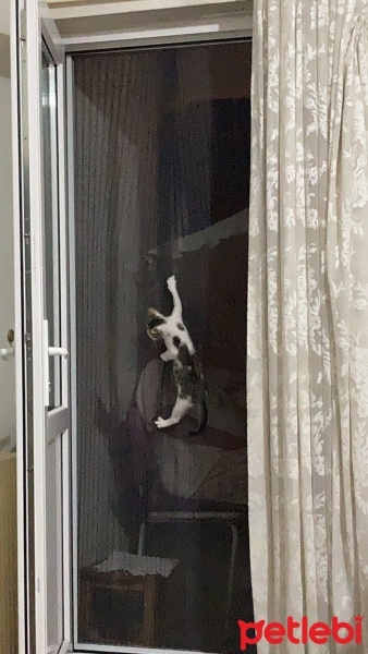 Tekir Kedi, Kedi  TEKO fotoğrafı