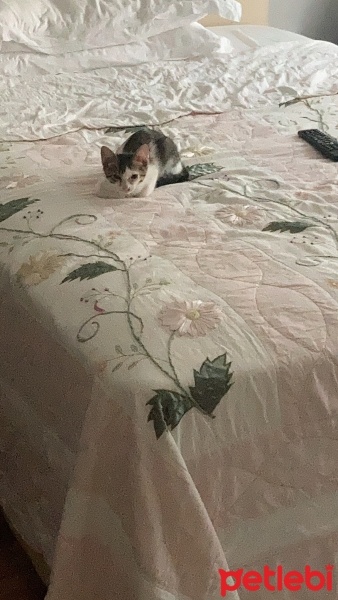 Tekir Kedi, Kedi  TEKO fotoğrafı