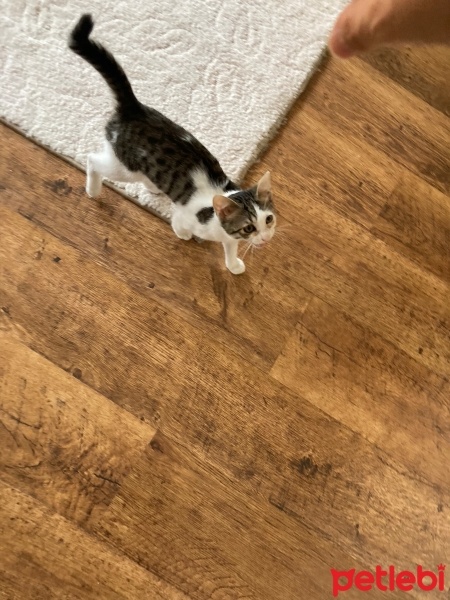 Tekir Kedi, Kedi  TEKO fotoğrafı