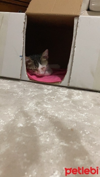 Tekir Kedi, Kedi  TEKO fotoğrafı