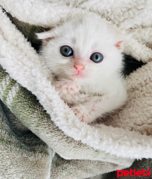 Scottish Fold, Kedi  Ponçik fotoğrafı