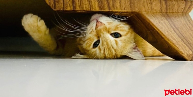 Scottish Fold, Kedi  Ponçik fotoğrafı