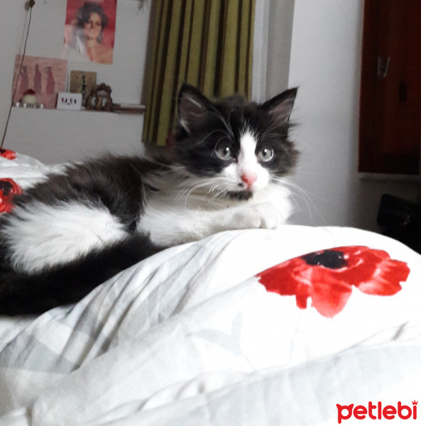 Tekir Kedi, Kedi  Mimi fotoğrafı