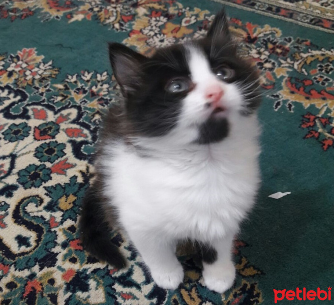 Tekir Kedi, Kedi  Mimi fotoğrafı