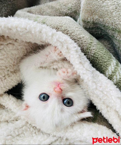 Scottish Fold, Kedi  Ponçik fotoğrafı