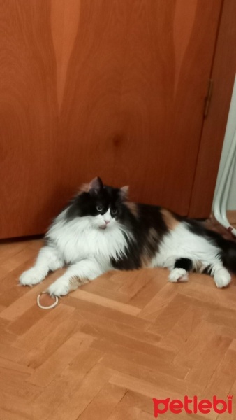 Tekir Kedi, Kedi  Sushi fotoğrafı