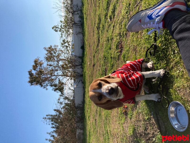 Beagle, Köpek  Arwen fotoğrafı