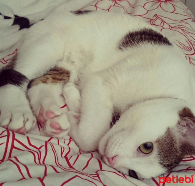 Tekir Kedi, Kedi  Yaman fotoğrafı