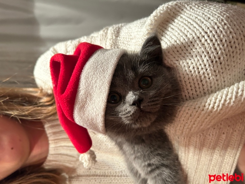 British Shorthair, Kedi  Çakıl fotoğrafı