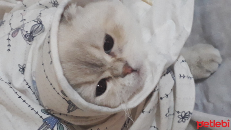 British Shorthair, Kedi  Prenses fotoğrafı