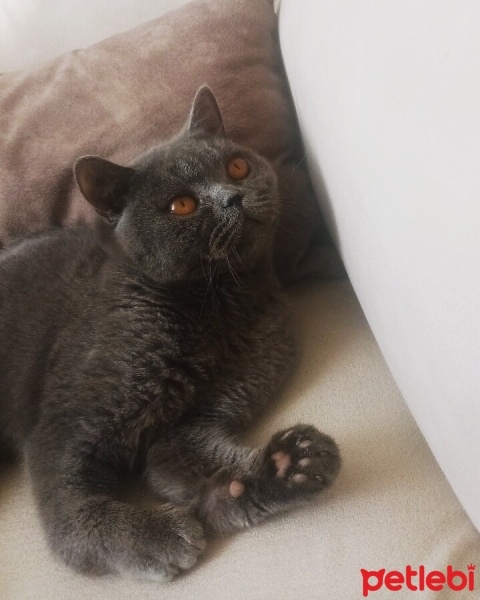 British Shorthair, Kedi  Duman fotoğrafı