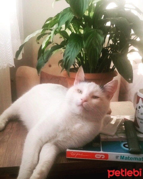 Tuxedo (Smokin) Kedi, Kedi  Benekli fotoğrafı