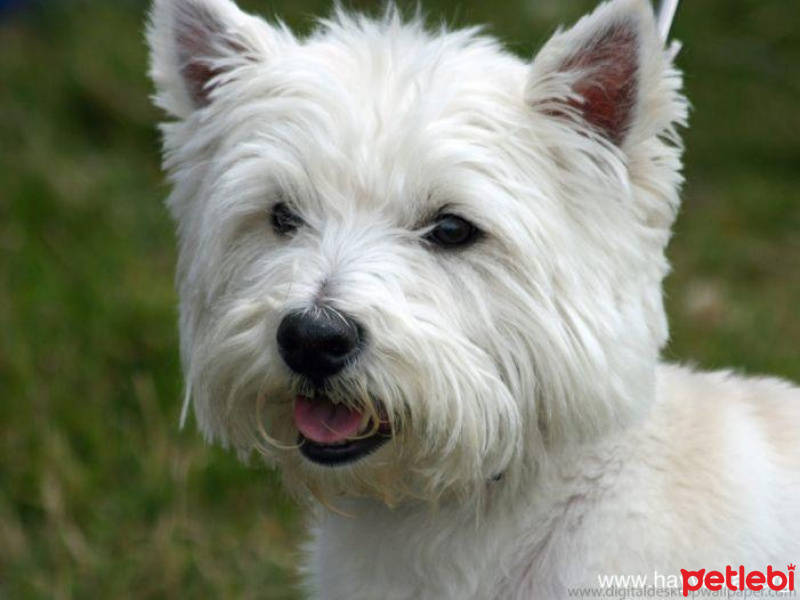 Yorkshire Terrier, Köpek  CESUR fotoğrafı