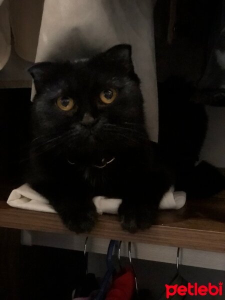 Scottish Fold, Kedi  Gece fotoğrafı