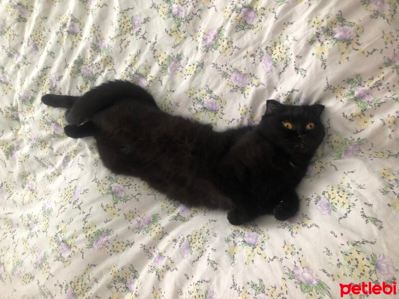 Scottish Fold, Kedi  Gece fotoğrafı