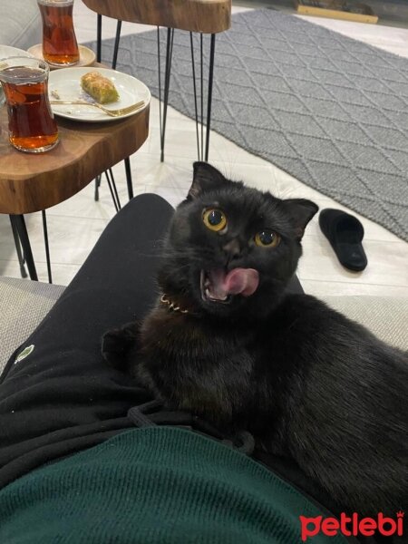 Scottish Fold, Kedi  Gece fotoğrafı