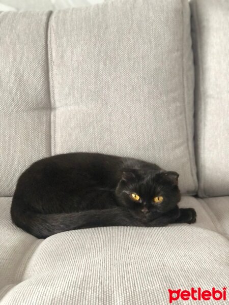 Scottish Fold, Kedi  Gece fotoğrafı