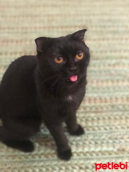 Scottish Fold, Kedi  Gece fotoğrafı