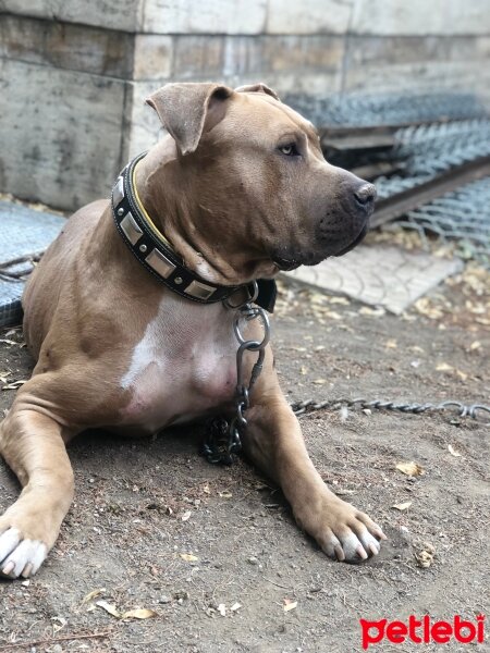 Amerikan Staffordshire Terrier, Köpek  Hera fotoğrafı