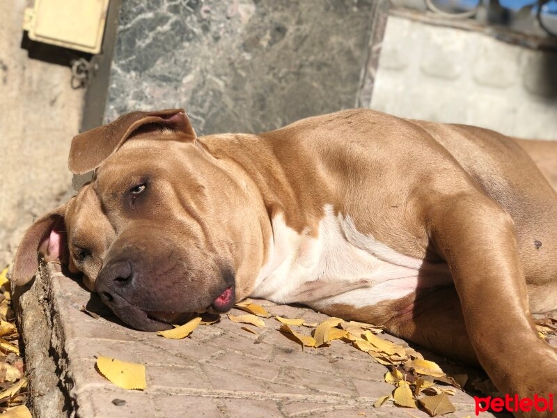 Amerikan Staffordshire Terrier, Köpek  Hera fotoğrafı