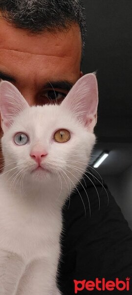 Van Kedisi, Kedi  HERKÜL fotoğrafı