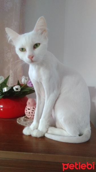 Van Kedisi, Kedi  Ronin fotoğrafı