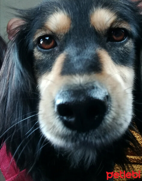 İngiliz Cocker Spaniel, Köpek  Badem fotoğrafı