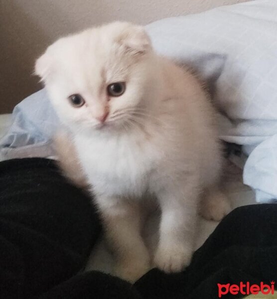 Scottish Fold, Kedi  LUCKY fotoğrafı