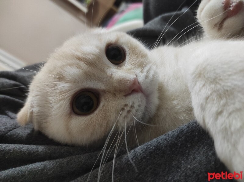 Scottish Fold, Kedi  LUCKY fotoğrafı