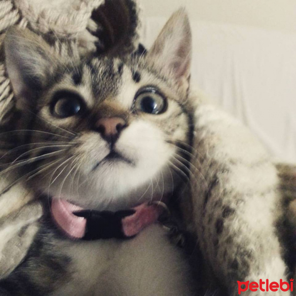Tekir Kedi, Kedi  Başankı fotoğrafı