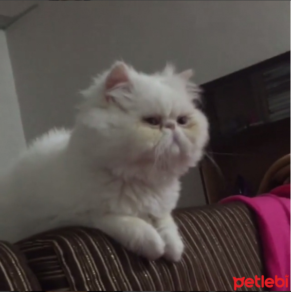 İran Kedisi (Persian), Kedi  Tepsi fotoğrafı
