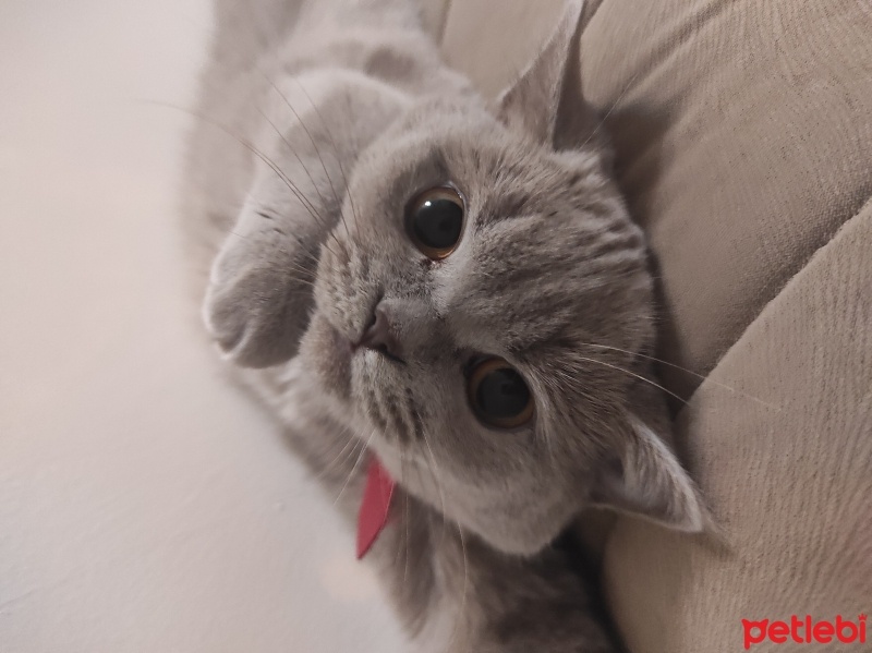 Scottish Fold, Kedi  Mia fotoğrafı
