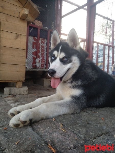 Sibirya Kurdu (Husky), Köpek  Zeus fotoğrafı