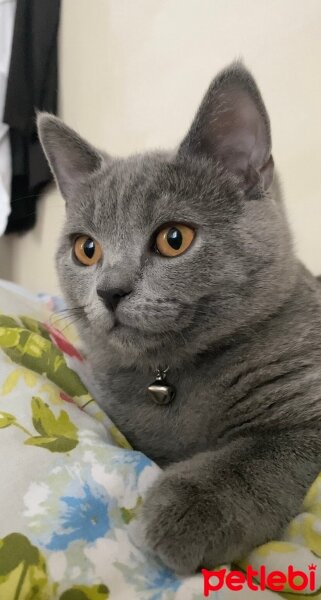 British Shorthair, Kedi  Pablo fotoğrafı