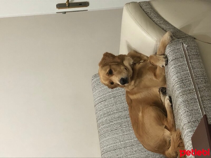 Golden Retriever, Köpek  Max fotoğrafı