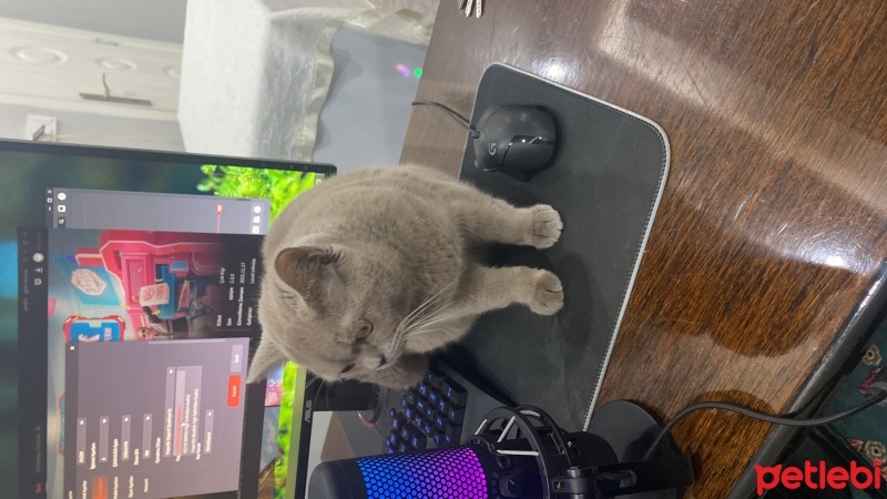 British Shorthair, Kedi  Gece fotoğrafı