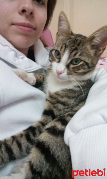 Tekir Kedi, Kedi  Boncuk fotoğrafı