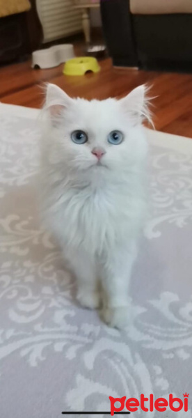 British Longhair, Kedi  Luna fotoğrafı