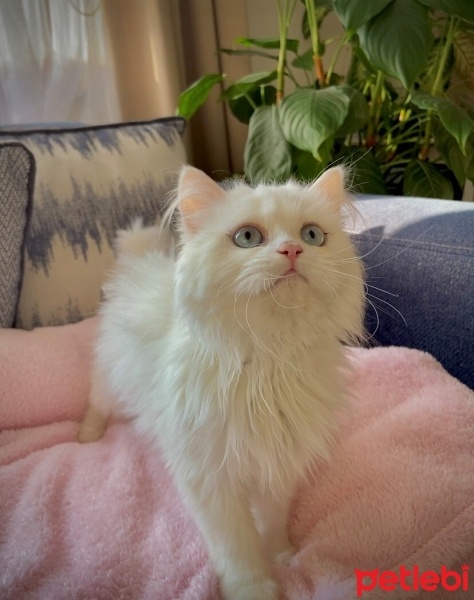 British Longhair, Kedi  Luna fotoğrafı