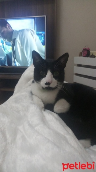 Tekir Kedi, Kedi  şeker fotoğrafı