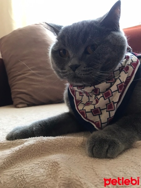 British Shorthair, Kedi  Bulut fotoğrafı