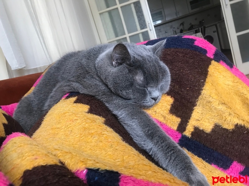 British Shorthair, Kedi  Bulut fotoğrafı