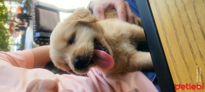 Golden Retriever, Köpek  Safir fotoğrafı
