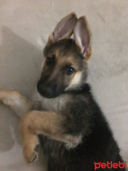 Alman Çoban Köpeği, Köpek  MAYA fotoğrafı