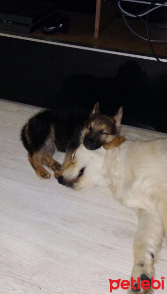 Alman Çoban Köpeği, Köpek  MAYA fotoğrafı