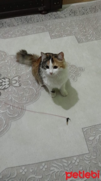 Tekir Kedi, Kedi  Prenses fotoğrafı