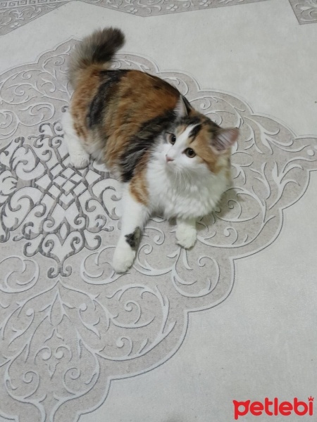 Tekir Kedi, Kedi  Prenses fotoğrafı
