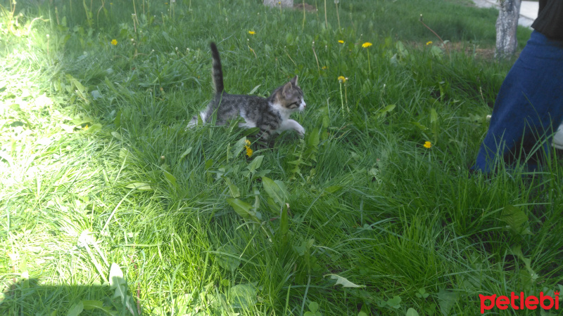 Tekir Kedi, Kedi  Süsslü fotoğrafı