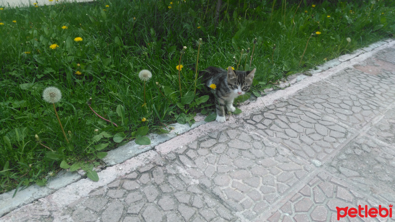 Tekir Kedi, Kedi  Süsslü fotoğrafı
